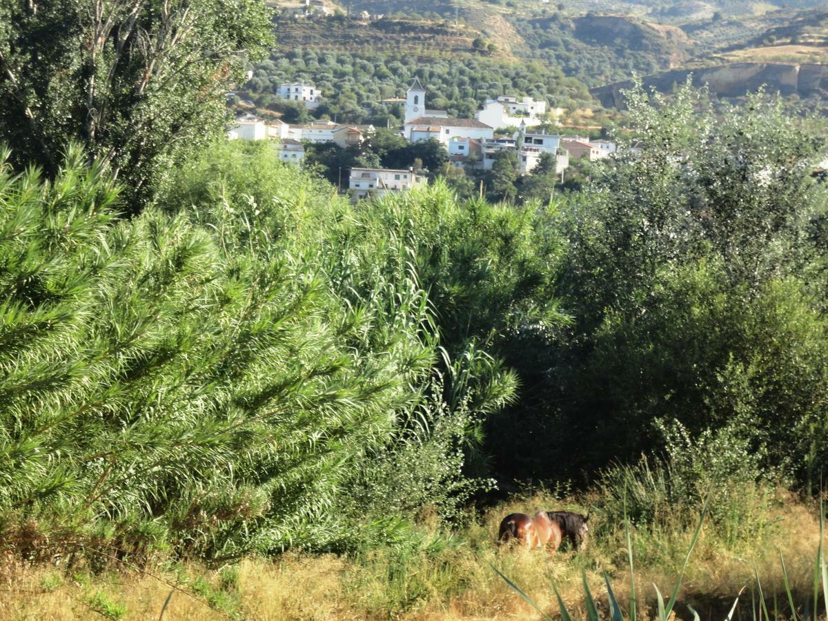 Hostal Y Apartamento Rural Los Naranjos Melegis Номер фото