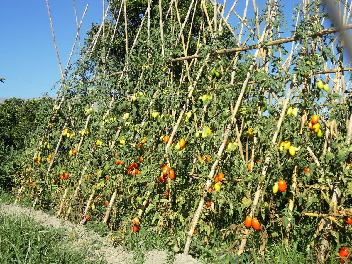 Hostal Y Apartamento Rural Los Naranjos Melegis Номер фото